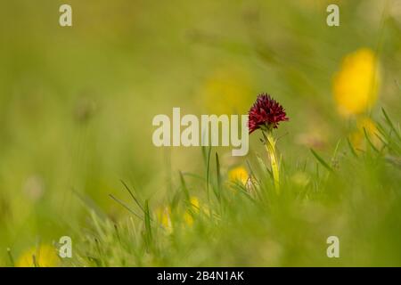 Black vanilla orchid (cabbage floret nigra) in the Karwendel on a green meadow. Stock Photo