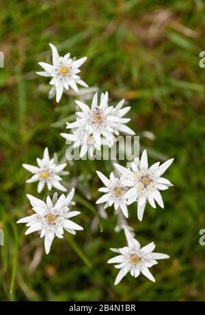 Alpine Edelweiss flowers in the Karwendel Stock Photo