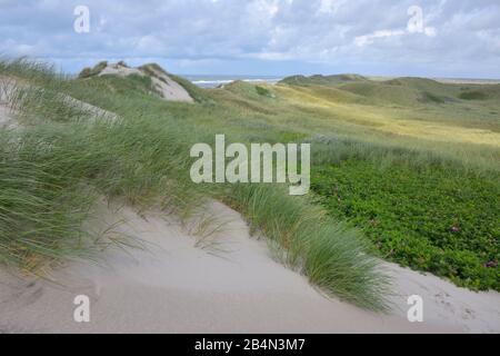 Dune landscape in the summer, Hvide Sande, Ringkobing Fjord, North Sea, Midtjylland, Central Jutland, Denmark Stock Photo