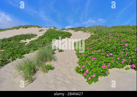 Dune landscape in the summer, Hvide Sande, Ringkobing Fjord, North Sea, Midtjylland, Central Jutland, Denmark Stock Photo