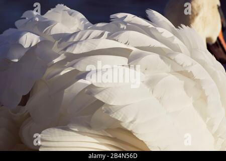 Mute swan, Cygnus olor, plumage, detail Stock Photo