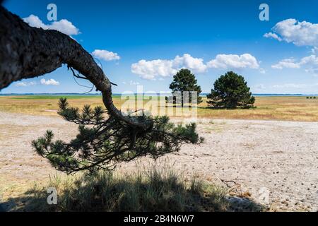 The lowlands of the island of Hiddensee with individual trees on the natural meadow, summer on the Baltic Sea and grasses in the lowlands of an island, beautiful clouds on the beach of the Baltic Sea, long shadows of a tree on a meadow in summer Stock Photo