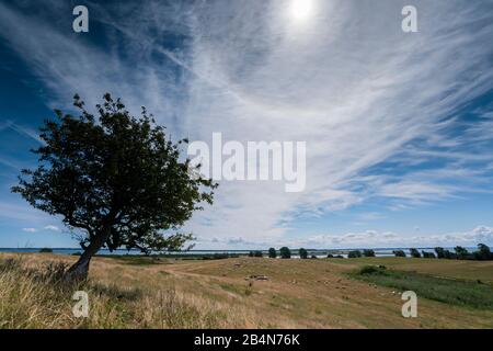 Sun halo over a single tree in the highlands of Hiddensee with beautiful clouds and sun. Light effects in summer on the island of Hiddensee and a lonely tree Stock Photo