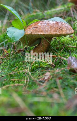 Mushroom, chestnut Stock Photo