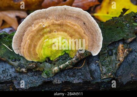 Butterfly tramete (Trametes versicolor), fruiting, autumn forest Stock Photo