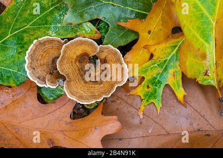 Butterfly tramete (Trametes versicolor), fruiting, autumn forest Stock Photo