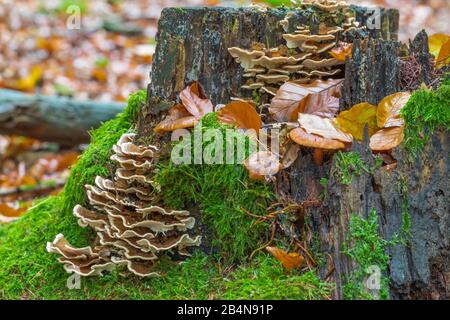 Butterfly tramete (Trametes versicolor), fruiting, autumn forest Stock Photo