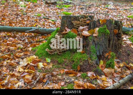 Butterfly tramete (Trametes versicolor), fruiting, autumn forest Stock Photo