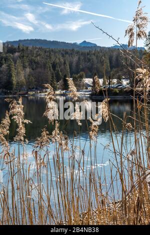 Getrocknete Gräser am Walchensee, Bayern, Deutschland, Europa Stock Photo