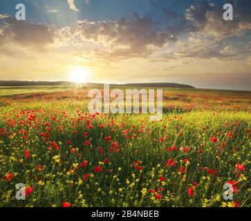 Grass Flowers At Sunrise, Plant In Morning With Sunlight Stock Photo 