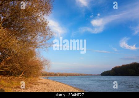 Nationalpark Donauauen, Danube-Auen National Park, river Donau (Danube) at Orth an der Donau, Lower Austria, Austria Stock Photo