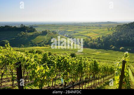 Birkweiler, vineyard, view to village Birkweiler at Deutsche Weinstraße ( German Wine Route ), Rhineland-Palatinate, Germany Stock Photo