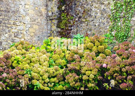 Hydrangeas on an old farm near Omaha Beach in Normandy near Colleville-sur-Mer and Saint-Laurent-sur-Mer Stock Photo