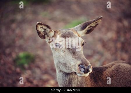 red deer hind, Portrait Stock Photo