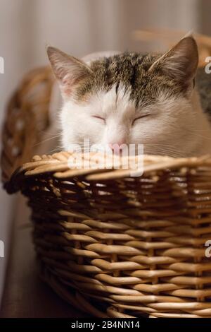 Cat in the basket, sleeping domestic cat Stock Photo