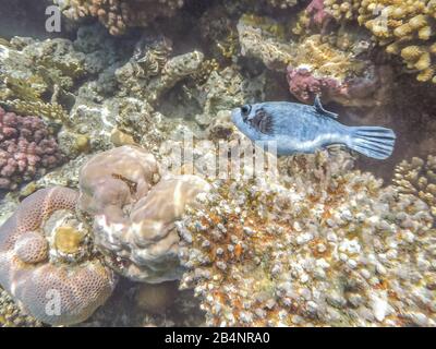 Fish ball in the Red Sea, Egypt. The inhabitants of the sea. Sea fish.