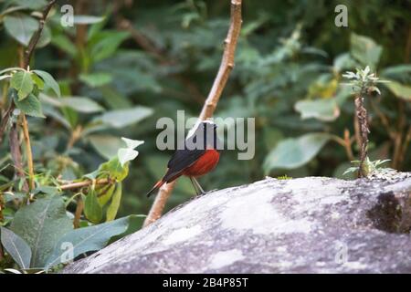 White capped Water redstart,  Phoenicurus leucocephalus, Mangan, Sikkim, India Stock Photo