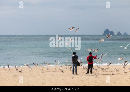 Busan, South Korea - March 17, 2018: People feed seagulls at Haeundae beach Stock Photo