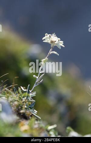 Edelweiss - protected mountain plant, rare flower Stock Photo