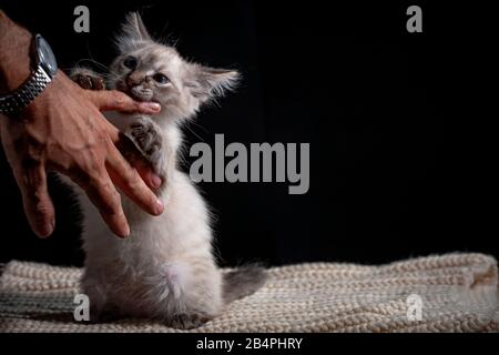 Baby cat playing with hand gray fluffy kitten on a black background is played jumping and biting. Favorite pet sits on the litter. Feline shelter. Stock Photo