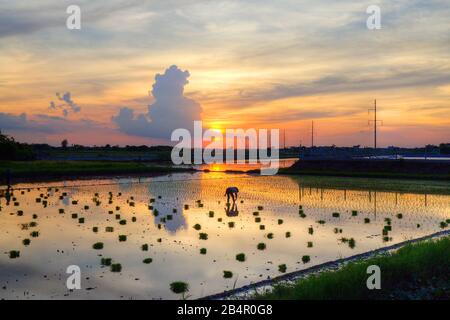 BACH LONG, GIAO THUY, NAMDINH, VIETNAM - JULY 10, 2016: Unidentified local farmers working on their fields for planting rice Stock Photo