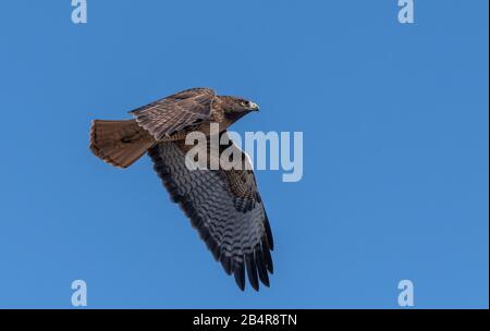 Red-tailed hawk, Buteo jamaicensis, dark form, in flight. Stock Photo