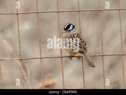 White-crowned sparrow, Zonotrichia leucophrys, in winter, on the central California coast Stock Photo
