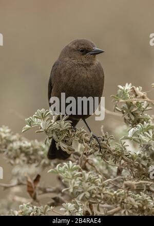 Female Brewer's blackbird, Euphagus cyanocephalus, winter plumage, California coast. Stock Photo