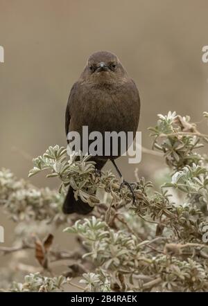 Female Brewer's blackbird, Euphagus cyanocephalus, winter plumage, California coast. Stock Photo