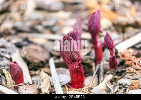 Paeonia mascula red stems budding from soil shoots peony shoots spring emerging through the soil Stock Photo