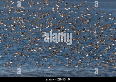 Flock of Dunlin, Calidris alpina, in flight in autumn at estuarine site. Stock Photo