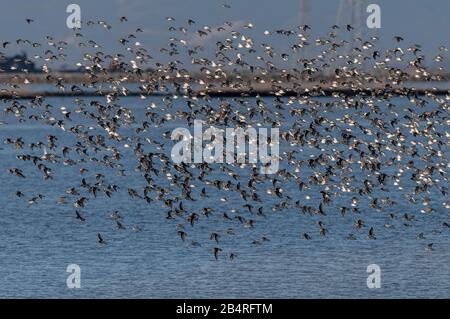 Flock of Dunlin, Calidris alpina, in flight in autumn at estuarine site. Stock Photo