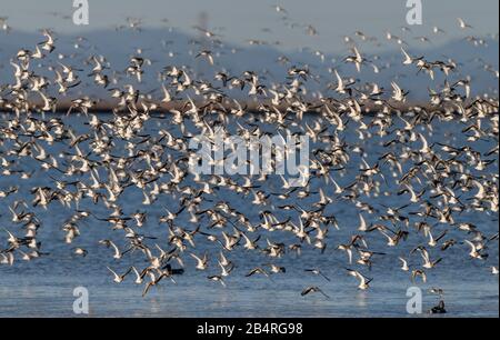 Flock of Dunlin, Calidris alpina, in flight in autumn at estuarine site. Stock Photo