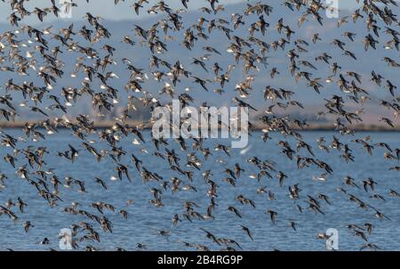 Flock of Dunlin, Calidris alpina, in flight in autumn at estuarine site. Stock Photo