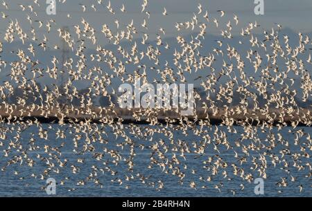 Flock of Dunlin, Calidris alpina, in flight in autumn at estuarine site. Stock Photo