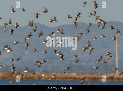 Flock of Dunlin, Calidris alpina, in flight in autumn at estuarine site. Stock Photo