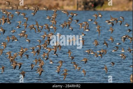 Flock of Dunlin, Calidris alpina, in flight in autumn at estuarine site. Stock Photo