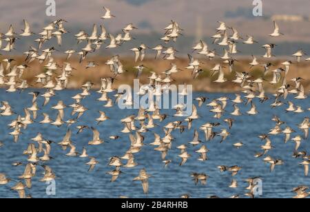 Flock of Dunlin, Calidris alpina, in flight in autumn at estuarine site. Stock Photo