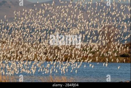 Flock of Dunlin, Calidris alpina, in flight in autumn at estuarine site. Stock Photo