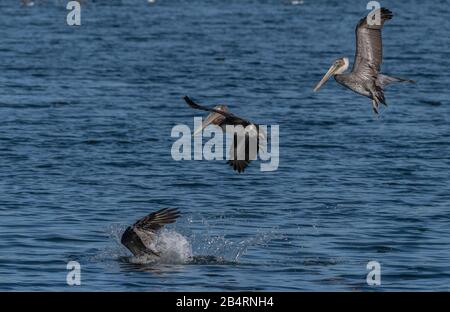 Brown pelicans, Pelecanus occidentalis in flight, diving for food;  winter plumage; California coast. Stock Photo