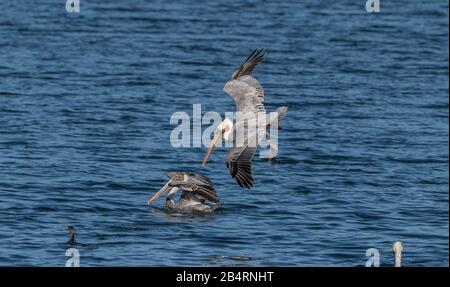 Brown pelicans, Pelecanus occidentalis in flight, diving for food;  winter plumage; California coast. Stock Photo