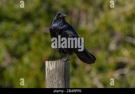 Raven, Corvus corax, perched on post. Stock Photo