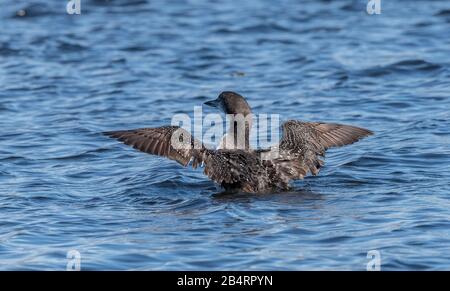 Wintering Great northern diver, or Common loon, Gavia immer, feeding and fishing in coastal waters. Stock Photo