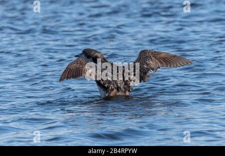 Wintering Great northern diver, or Common loon, Gavia immer, feeding and fishing in coastal waters. Stock Photo