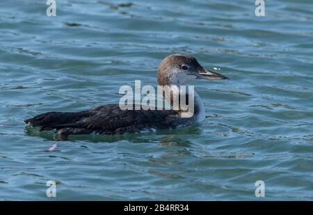 Wintering Great northern diver, or Common loon, Gavia immer, feeding and fishing in coastal waters. Stock Photo