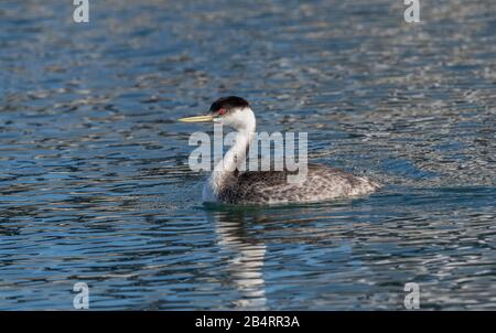 Western grebe, Aechmophorus occidentalis, in winter plumage, feeding in inshore waters. California. Stock Photo