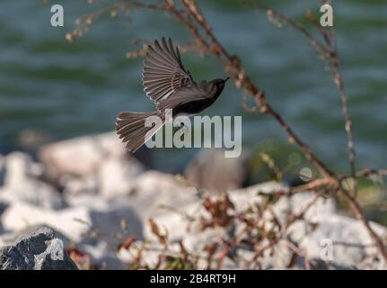 Black phoebe, Sayornis nigricans, hunting for insects. California. Stock Photo