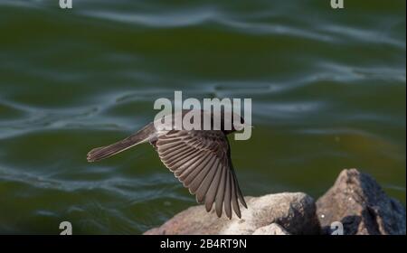 Black phoebe, Sayornis nigricans, hunting for insects. California. Stock Photo