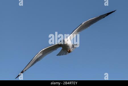 Ring-billed gull, Larus delawarensis, in flight over inland lake. Stock Photo