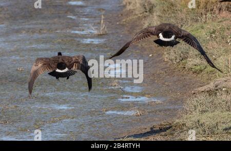 Canada geese, Branta canadensis, in flight from behind, showing rumps. California. Stock Photo